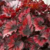 Begonia Red Robin Live Plant - 4-6" Tall - Red Foliage Indoor Houseplant - Image 1