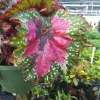 Begonia Rex Strawberry Sherbet Live Plant – 4 inch Tall Starter Plant – Indoor Foliage - Image 1