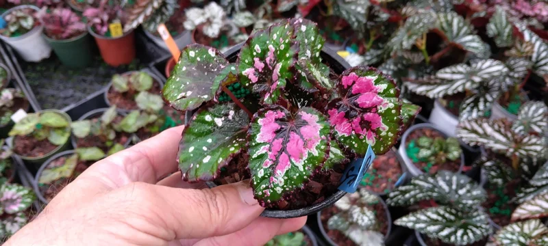 Begonia Rex Strawberry Sherbet Live Plant – 4 inch Tall Starter Plant – Indoor Foliage - Image 2