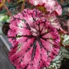 Begonia SL Jubilation Live Plant - 3.25 Inch Pot - Indoor Houseplant - Image 1