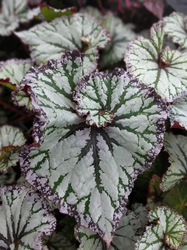 Begonia SL Jubilation Live Plant – 3.25 inch Starter – Indoor Foliage Plant - Image 2