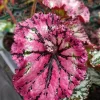 Begonia SL Jubilation Live Plant – 3.25 inch Starter – Indoor Foliage Plant - Image 1