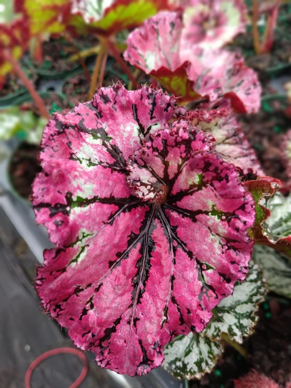 Begonia SL Jubilation Live Plant – 3.25 inch Starter – Indoor Foliage Plant - Image 1