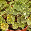 Begonia Tiger Paws Live Plant – 4 inch Pot – Unique Tropical Indoor Foliage - Image 1
