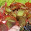 Begonia Trailing Manaus Live Plant - Rare Tropical Houseplant, 4-Inch Pot, Shade-Loving - Image 1