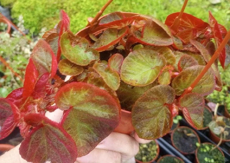 Begonia Trailing Manaus Live Plant - Rare Tropical Houseplant, 4-Inch Pot, Shade-Loving - Image 1