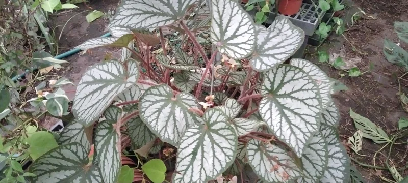 Begonia U-400 Live Plant – Rare Tropical Houseplant – 4 inch Tall Starter – Shade Loving - Image 2