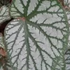 Begonia U-400 Live Plant - Rare Tropical Houseplant - 4 Inch Pot - Shade Loving - Image 1