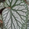 Begonia U-400 Live Plant – Rare Tropical Houseplant – 4 inch Tall Starter – Shade Loving - Image 1