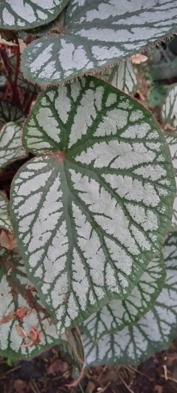 Begonia U-400 Live Plant – Rare Tropical Houseplant – 4 inch Tall Starter – Shade Loving - Image 1