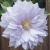 Belle of Woking Clematis Vine Live Plant - Double Silvery-Lavender Flowers, 6-8 ft Tall, Zones 4-9 - Image 1