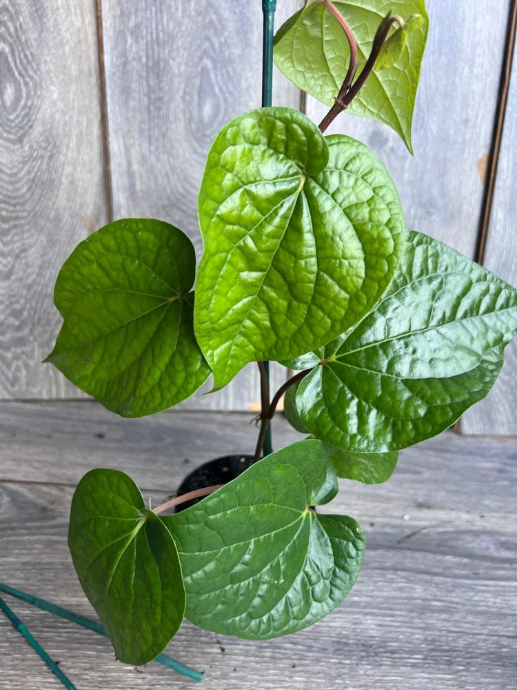 Betel Leaf Live Plant - Piper Betel in 4-inch Pot - Edible Vine - Cannot ship to CA - Image 2
