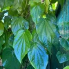 Betel Leaf Live Plant Piper Betel in 4 Inch Pot - Edible Vine - Cannot ship to CA - Image 1