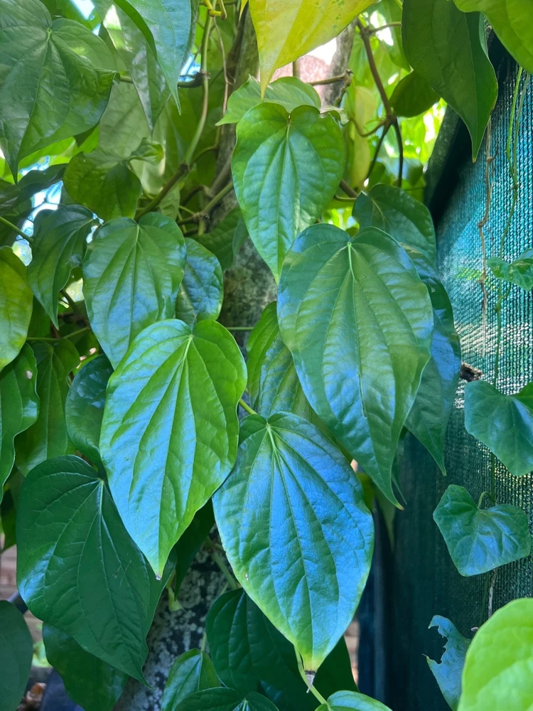 Betel Leaf Live Plant Piper Betel in 4 Inch Pot - Edible Vine - Cannot ship to CA - Image 1
