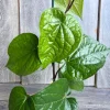 Betel Leaf Live Plant - Piper Betel in 4-inch Pot - Edible Vine - Cannot ship to CA - Image 1