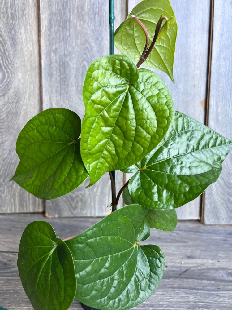 Betel Leaf Live Plant - Piper Betel in 4-inch Pot - Edible Vine - Cannot ship to CA - Image 1