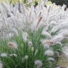 Big White Fountain Grass – Pennisetum alopecuroides Hameln – Live Plant – Outdoor Ornamental Grass - Image 1