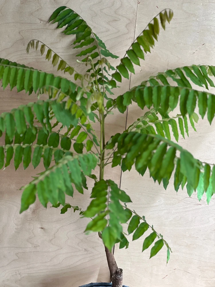 Bilimbi Live Plant - Averrhoa bilimbi, Cucumber Tree, Tree Sorrel - 10 inch Pot - Cannot ship to CA - Image 2