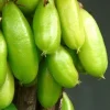 Bilimbi Live Plant - Averrhoa bilimbi, Cucumber Tree, Tree Sorrel - 10 inch Pot - Cannot ship to CA - Image 1