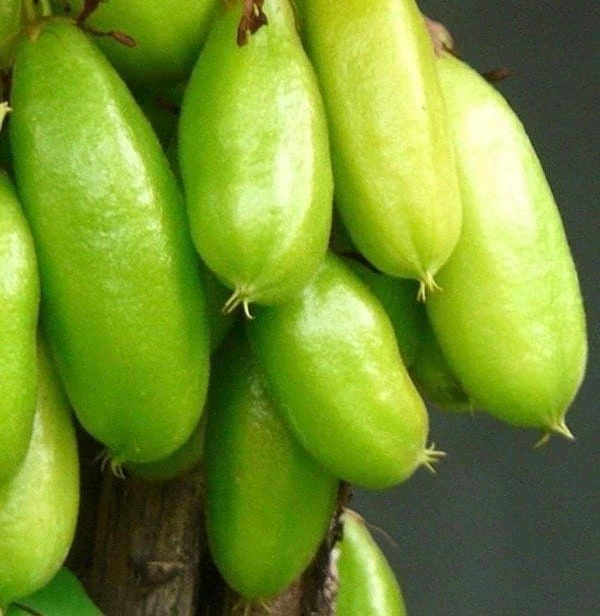 Bilimbi Live Plant - Averrhoa bilimbi, Cucumber Tree, Tree Sorrel - 10 inch Pot - Cannot ship to CA - Image 1