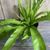 Bird Nest Fern Live Plant – Asplenium nidus – 6 inch Pot – Indoor Foliage - Cannot ship to CA - Image 3