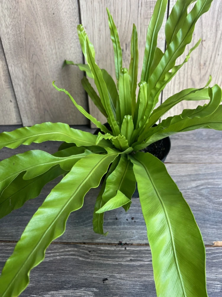 Bird Nest Fern Live Plant – Asplenium nidus – 6 inch Pot – Indoor Foliage - Cannot ship to CA - Image 3