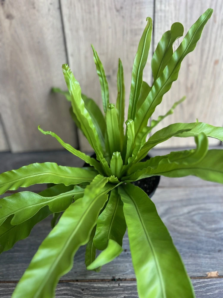 Bird Nest Fern Live Plant – Asplenium nidus – 6 inch Pot – Indoor Foliage - Cannot ship to CA - Image 4