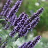 Black Adder Agastache Live Plant – Deep Violet-Blue Flowers – Attracts Pollinators – 2.5x4 inch Pot - Image 1