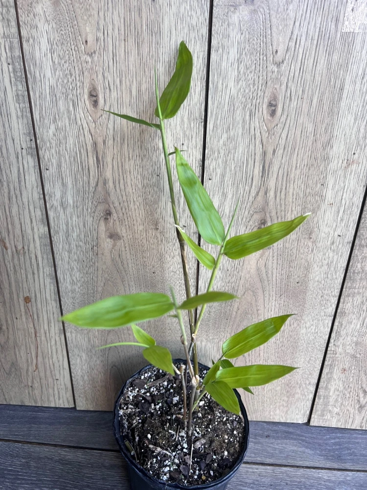 Black Asper Bamboo Live Plant, 6 inch Pot, Ornamental Black Bamboo for Indoors & Outdoors - Cannot ship to CA - Image 2