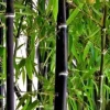 Black Asper Bamboo Live Plant, 6 inch Pot, Ornamental Black Bamboo for Indoors & Outdoors - Cannot ship to CA - Image 1