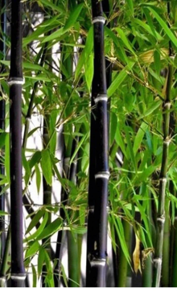 Black Asper Bamboo Live Plant, 6 inch Pot, Ornamental Black Bamboo for Indoors & Outdoors - Cannot ship to CA - Image 1