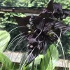 Black Bat Flower Live Plant - Tacca chantrieri - Exotic Indoor/Outdoor - 4" Pot - Cannot ship to CA - Image 1