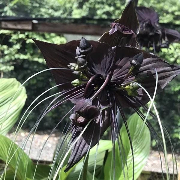Black Bat Flower Live Plant - Tacca chantrieri - Exotic Indoor/Outdoor - 4" Pot - Cannot ship to CA - Image 1