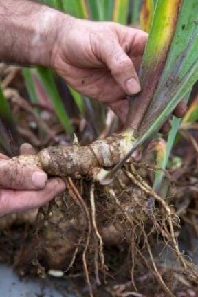 Black Bearded Iris Rhizome - 1 Count - Deep Purple Flowers - Zones 3-9 - Image 2