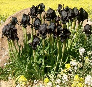 Black Bearded Iris Rhizome - 1 Count - Deep Purple Flowers - Zones 3-9 - Image 3