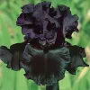 Black Bearded Iris Rhizome - 1 Count - Deep Purple Flowers - Zones 3-9 - Image 1