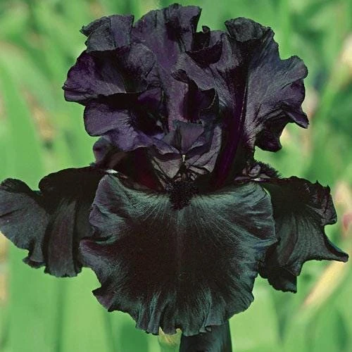 Black Bearded Iris Rhizome - 1 Count - Deep Purple Flowers - Zones 3-9 - Image 1