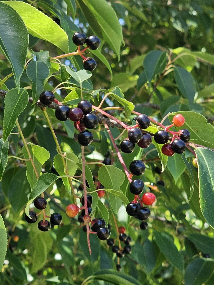 Black Cherry Live Plant – Quart Pot – Edible Fruit Tree – Outdoor - Image 2