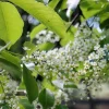 Black Cherry Live Plant – Quart Pot – Edible Fruit Tree – Outdoor - Image 1