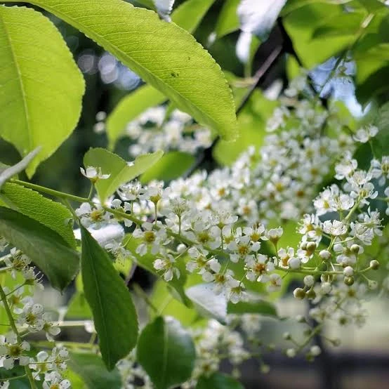 Black Cherry Live Plant – Quart Pot – Edible Fruit Tree – Outdoor - Image 1