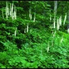 Black Cohosh Bulbs – 20 Count – Shade Perennial for Garden & Wellness - Image 1