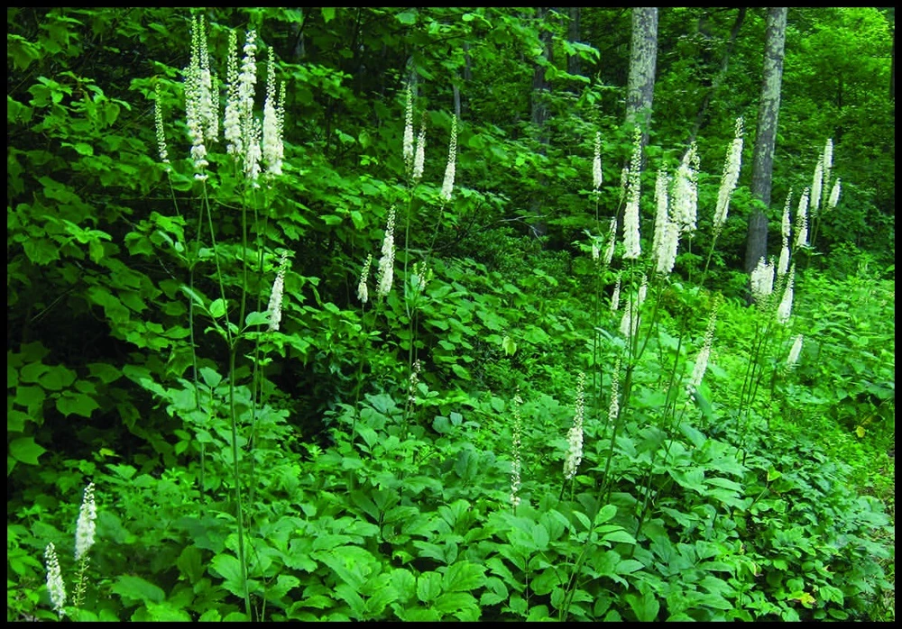 Black Cohosh Bulbs/Roots - Actaea racemosa - 5 Bugbane Bare Roots - Image 2
