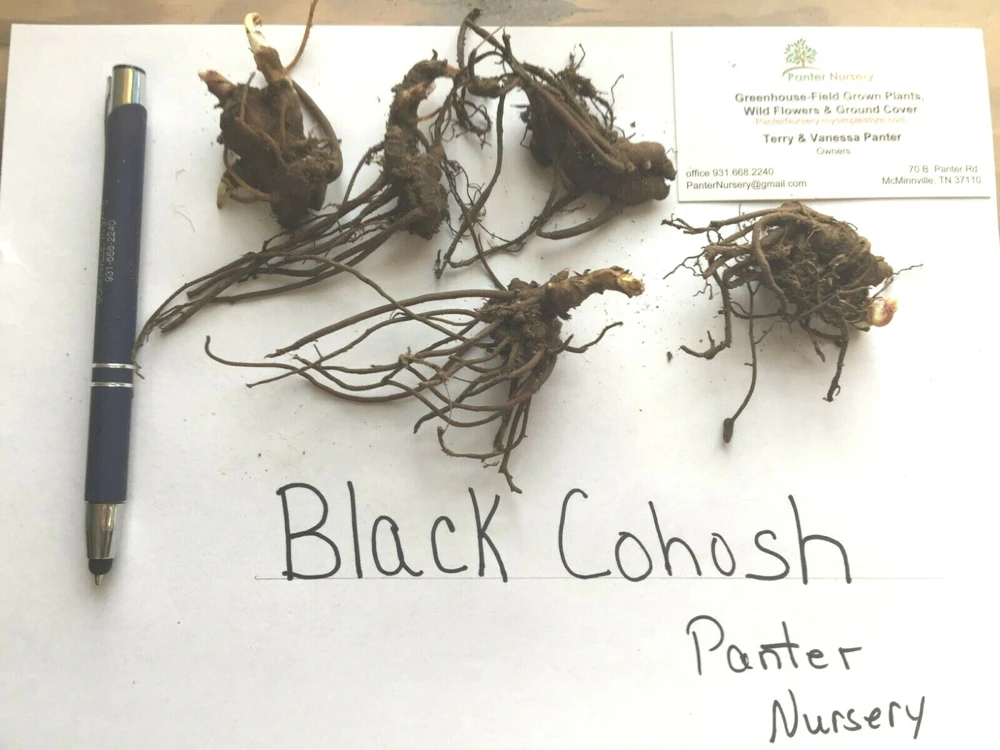 Black Cohosh Bulbs/Roots - Actaea racemosa - 5 Bugbane Bare Roots - Image 3
