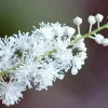 Black Cohosh Bulbs/Roots - Actaea racemosa - 5 Bugbane Bare Roots - Image 1