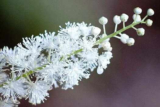 Black Cohosh Bulbs/Roots - Actaea racemosa - 5 Bugbane Bare Roots - Image 1