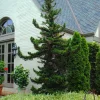 Black Dragon Japanese Cedar Live Plant - Cryptomeria Japonica - Outdoor Evergreen Shrub - Image 1