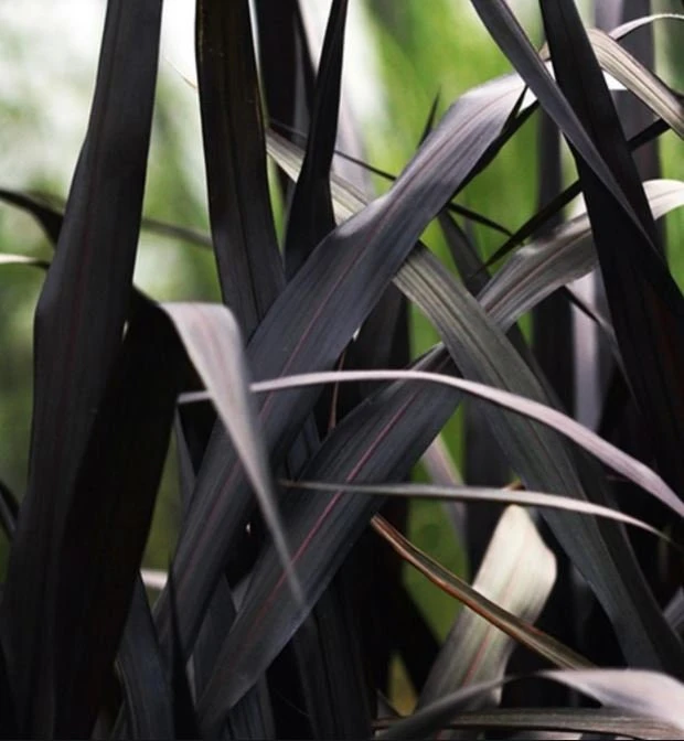 Black First Knight Pennisetum Grass Live Plant - 3 Pack Ornamental Perennial, 4-5' Tall, Full Sun - Image 2