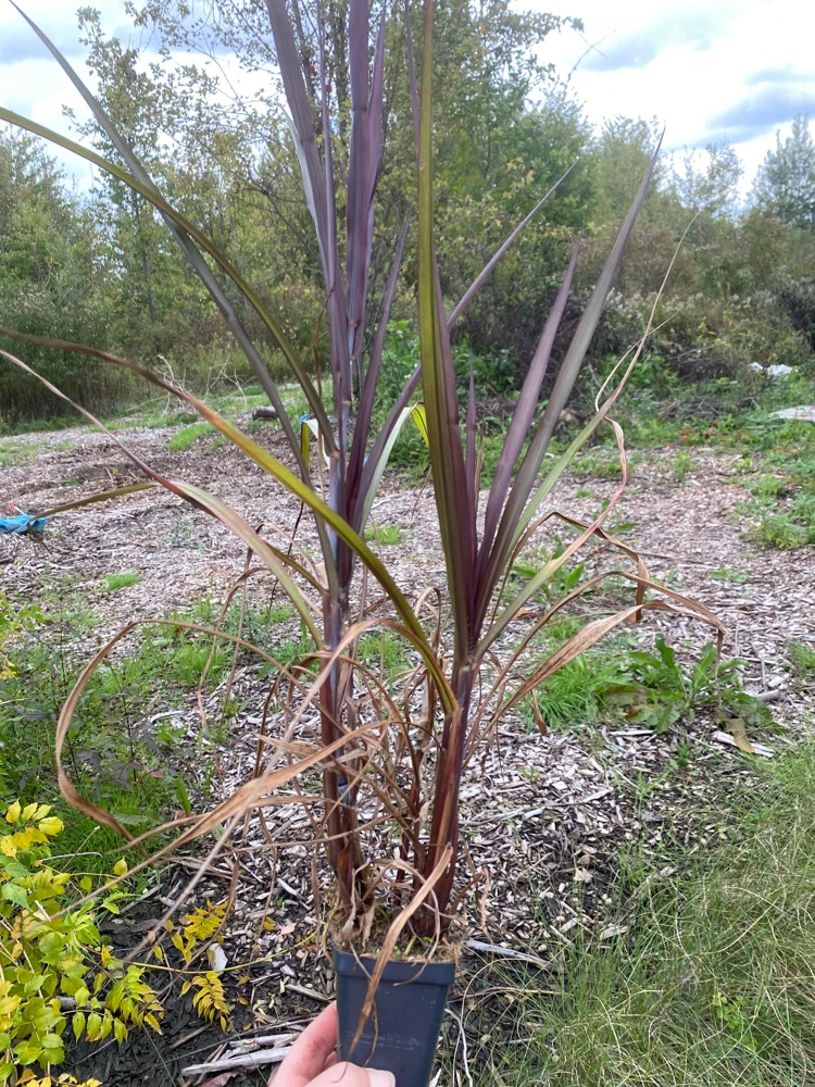 Black First Knight Pennisetum Grass Live Plant - 3 Pack Ornamental Perennial, 4-5' Tall, Full Sun - Image 3