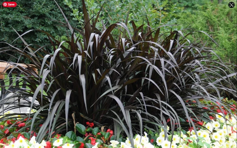 Black First Knight Pennisetum Grass Live Plant - 3 Pack Ornamental Perennial, 4-5' Tall, Full Sun - Image 4
