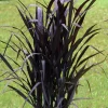 Black First Knight Pennisetum Grass Live Plant - 3 Pack Ornamental Perennial, 4-5' Tall, Full Sun - Image 1